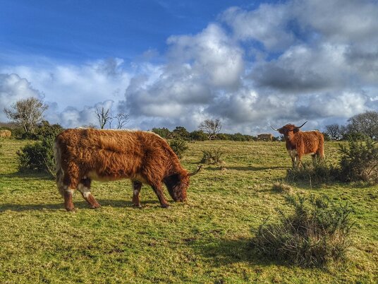 Highland Cows on Treslea Downs