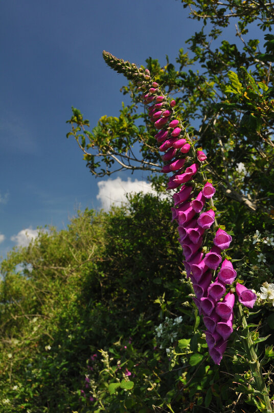 Foxgloves in the fields at Tresparrett