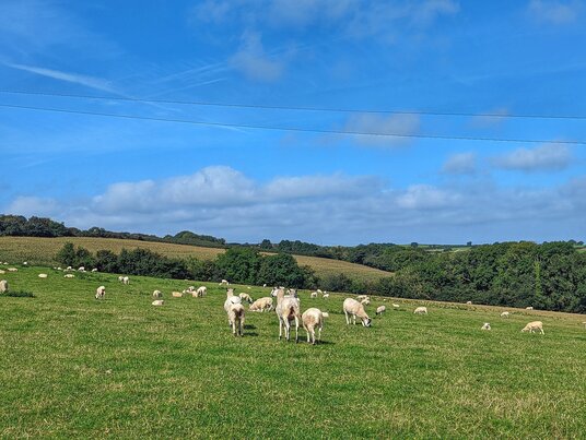 Sheep near Tresungers