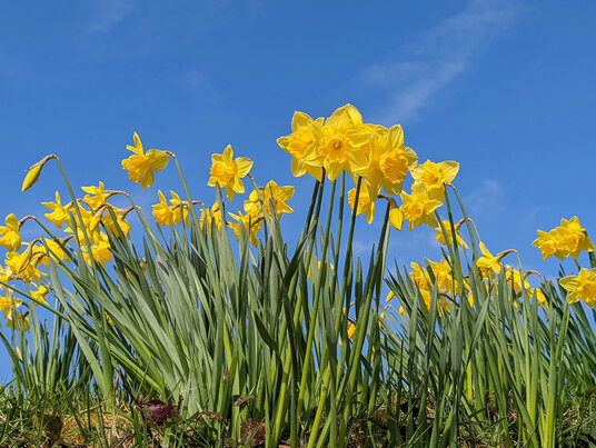 Daffodils at Trethake