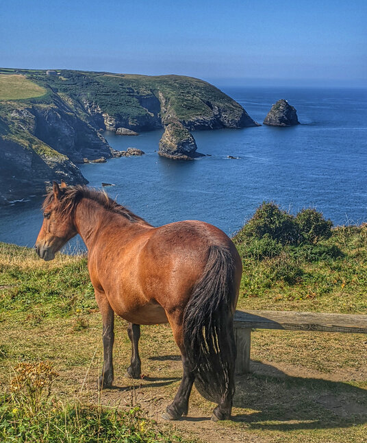 Coastline at Trevalga