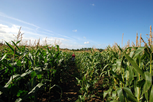 Corn field near Trevanger