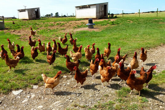 Chickens at Trevathan Farm