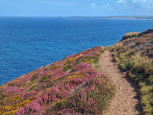 Heather on the path towards Trevaunance Cove