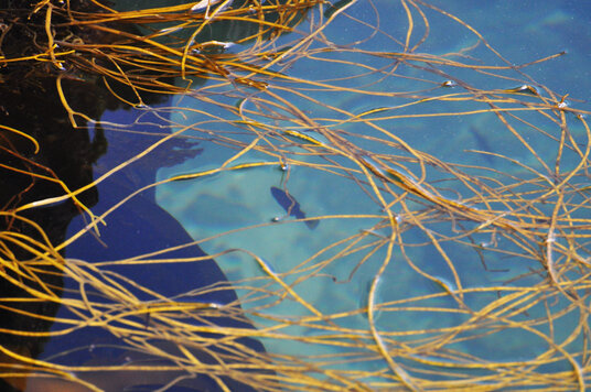 Pollack hiding under the weed at Treveal Cove