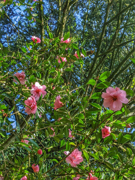 Camellia at Trevear