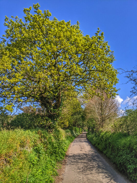 Lane to Trevear