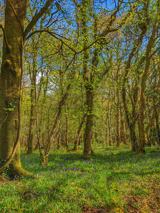Bluebells in Treveddoe Woods