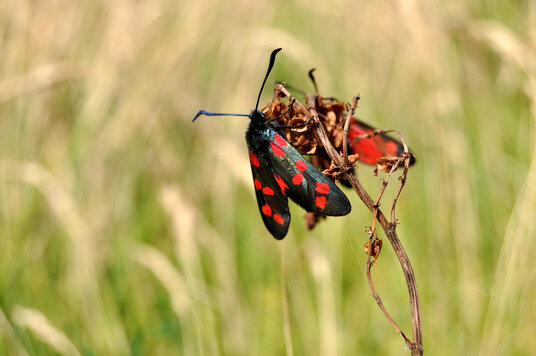 Burnett Moth on Trevelgue Head