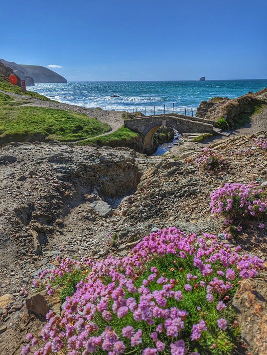 Thrift at Trevellas Porth