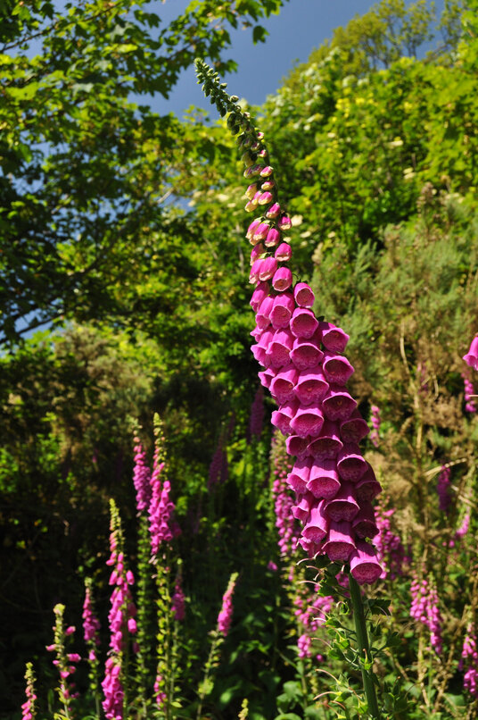 Foxgloves at Treverbyn