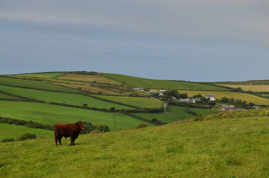 Fields near Trevillett