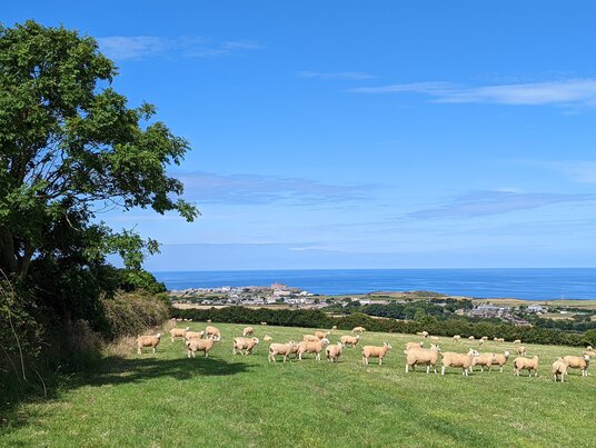 Sheep in fields near Trevillett