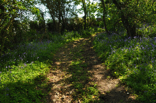 Bluebells along the track