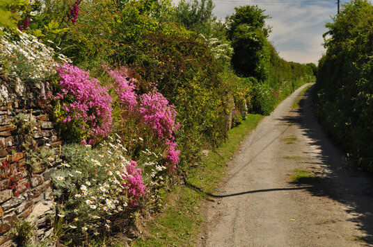 Lane from Trevorrick