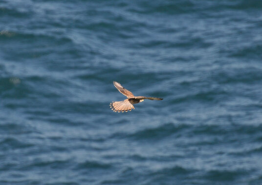 Kestrel above Trevose Head