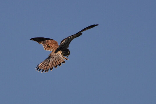 Kestrel above Trevose Head