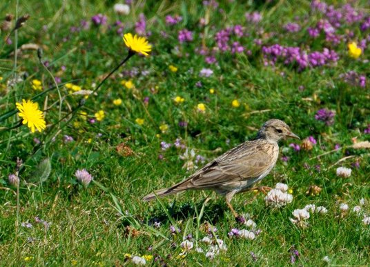 Rock pipit after grubs
