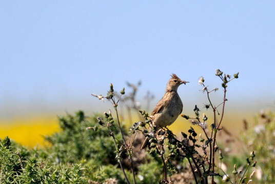 Skylark on Trevose Head
