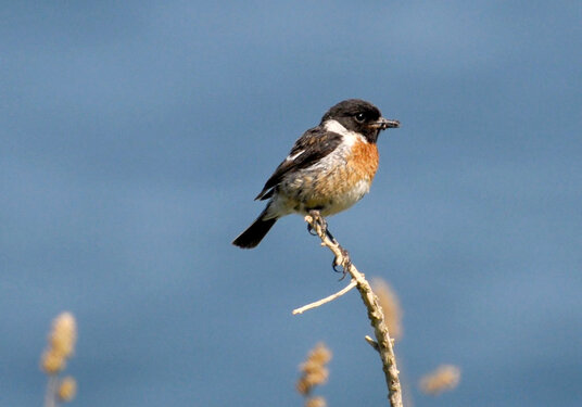 Stonechat
