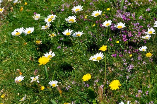 Wildflowers on Trevose Head