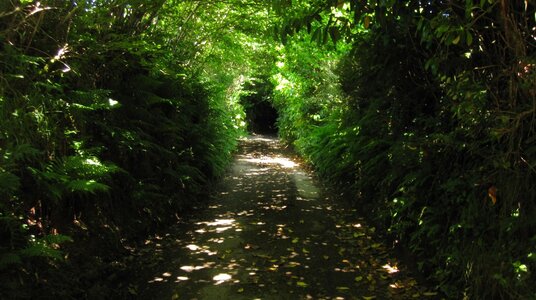 Lane near Treween