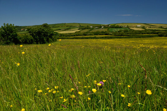 Meadow near Trewethern