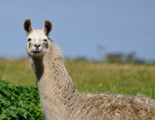 Llama at Treworra