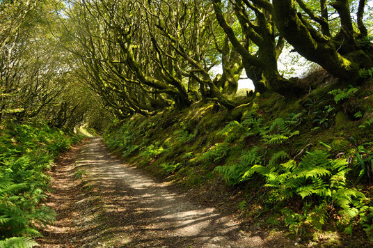 Ferns along the track to Treworra