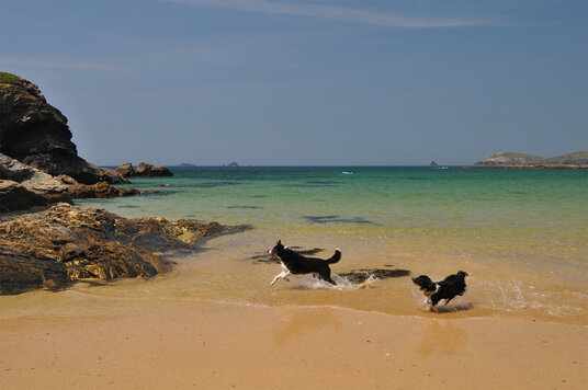 Dogs playing on Treyarnon Beach