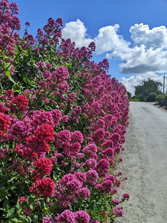 Red Valerian near Treyarnon