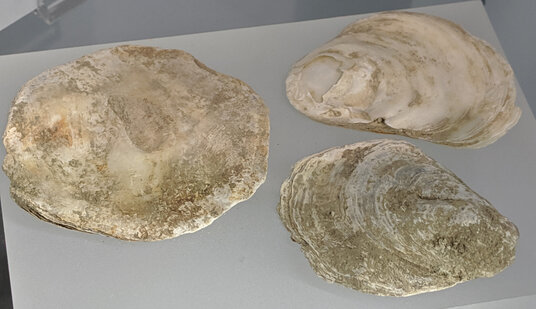 Oyster shells from Truro's Franciscan Friary