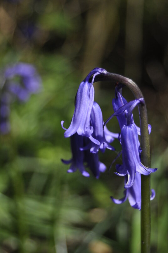 Bluebell at Tuckingmill