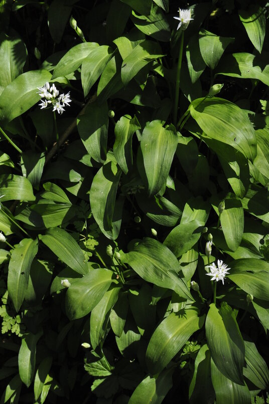 Wild garlic at Tuckingmill
