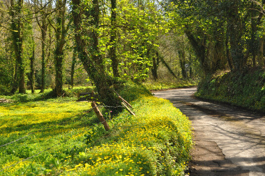 Celandines in Chacewood