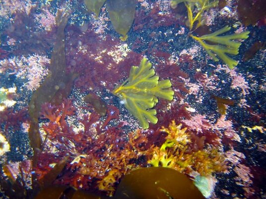 Colourful seaweeds at Hole Beach