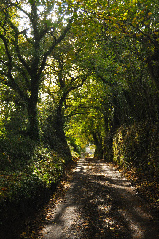 Lane from Uphill