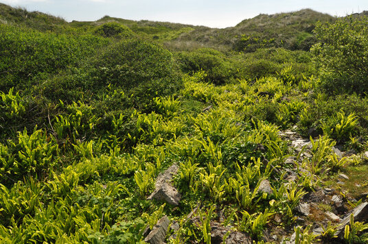 Hart's Tongue Ferns