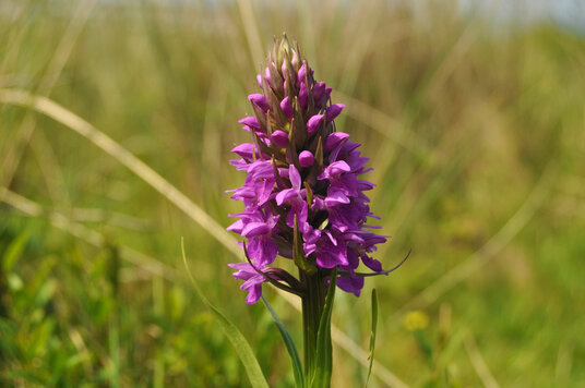 Orchid at Upton Towans