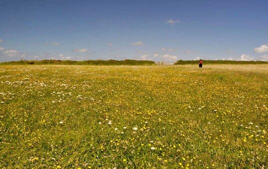 Wildflowers at Upton