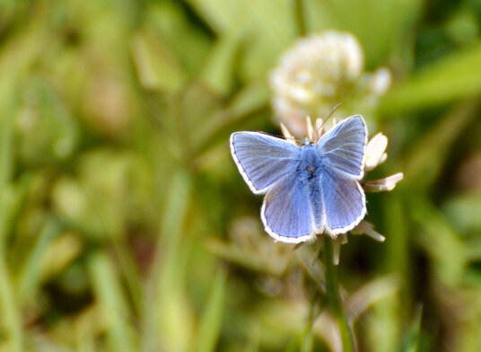 Blue butterfly in the Valency valley