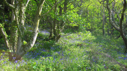 Bluebells in the Valency valley