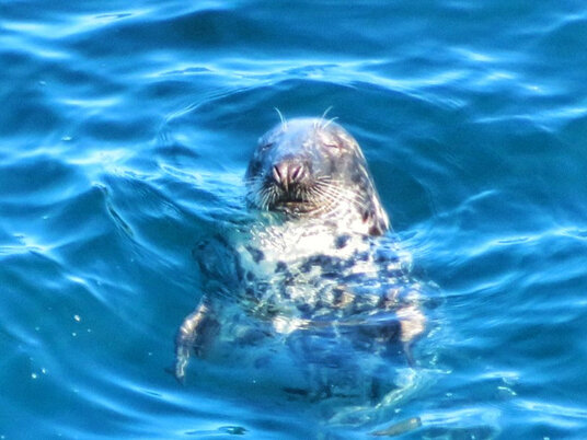 Seal off Varley Head