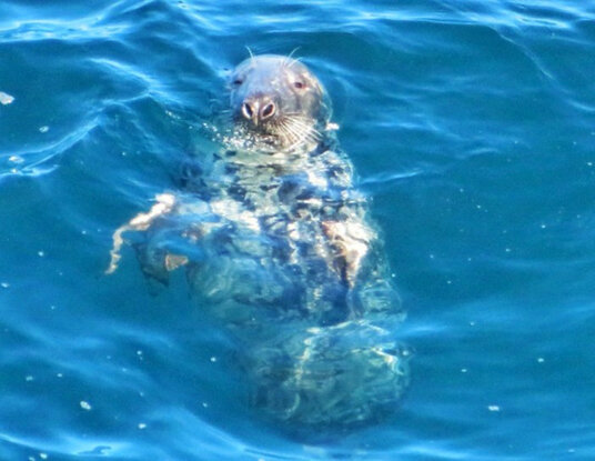 Seal off Varley Head