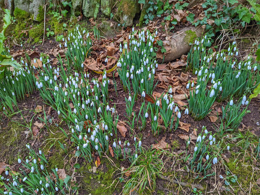 Snowdrops at Ventongimps