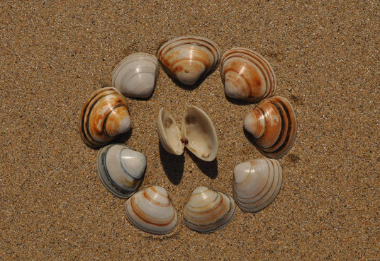 Venus clams at Carbis Bay