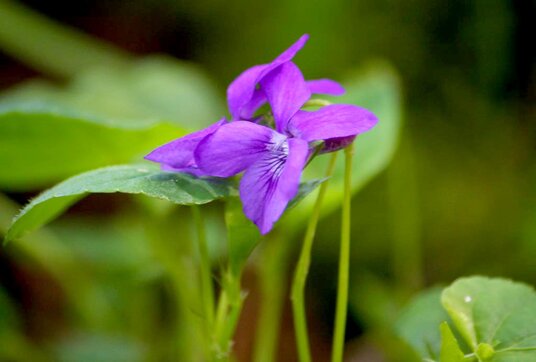Violet at Golitha Falls