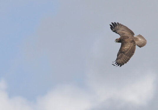 Buzzard over Whalesborough