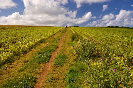Path from Whalesborough