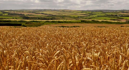 Fields near Widemouth